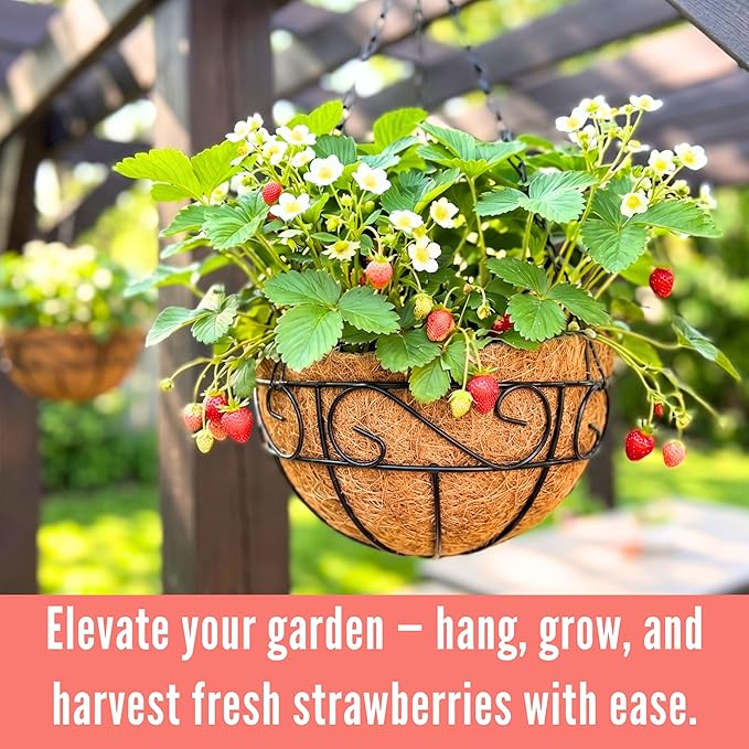 LaLaGreen Hanging Planter for Outdoor Plants (16 Inch, 2 Pack) Hanging Baskets with Coco Liner, Black Metal Wire Flower Basket Pots with Hook Hanger Balcony Porch Farmhouse Country Style Garden Decor
