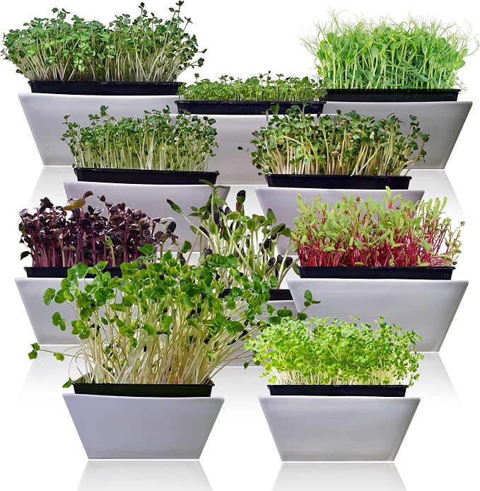 Microgreen Seeds Variety Pack – 10 Heirloom Types for Indoor Sprouting | Broccoli, Pea, Sunflower, Radish, Kale, Arugula & More – High Germination Non-GMO – Survival Garden Seeds (Seeds Only)
