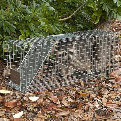 Havahart Large 1-Door Live Animal Trap for Raccoons, Cats, Bobcats, Beavers | Heavy Duty Humane Catch and Release Cage Trap for Outdoor Pest Control, 1079SR