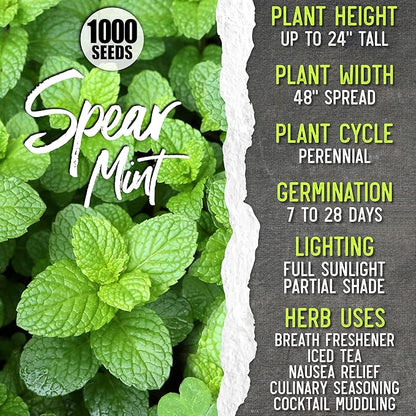 Seed Needs Medicinal Herb Seeds Variety Pack of 6 Tea & Infusion Collection