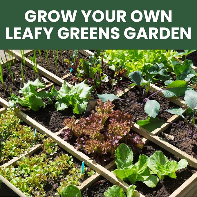Leafy Greens Seeds | 10 Individual Packs | 2026 Season | Non-GMO | Lettuce, Kale, Spinach, Arugula & More! | for Planting Indoor & Outdoor | by Family Sown