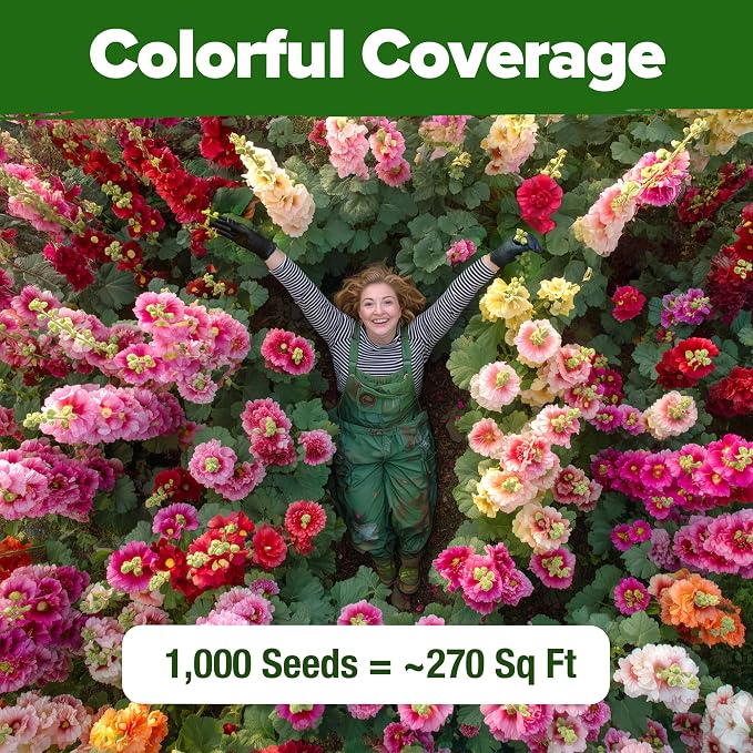 HOME GROWN Hollyhock Summer Carnival Mix Flower Seeds – Alcea Rosea, Premium Annual Flower Seeds, 1000 Seeds for Planting Flowers, High-Germination Flower Seed Bulk Pack
