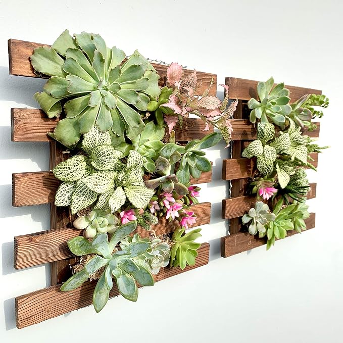 ShopLaLa Wall Planter - 2 Pack Wooden Hanging Succulent Wall Decor, Live Air Plants Orchids Wall Mounted Holder Frame Display for Indoor Outdoor, Living Plant Wall Decor Balcony Garden | Live Air Plants Orchids Wall Mounted Holder Frame Display for Ind...