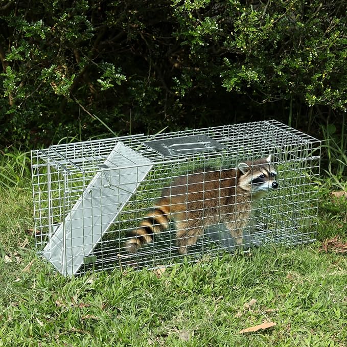 Humane Way Folding 32 Inch Live Humane Animal Trap - Safe Traps for All Animals - Raccoons, Cats, Groundhogs, Opossums - 32" L x 10.2" W x 12.2" H