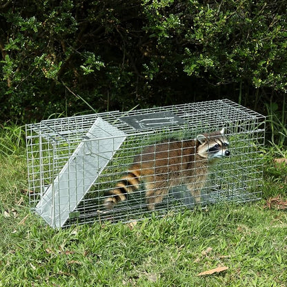 Humane Way Folding 32 Inch Live Humane Animal Trap - Safe Traps for All Animals - Raccoons, Cats, Groundhogs, Opossums - 32" L x 10.2" W x 12.2" H