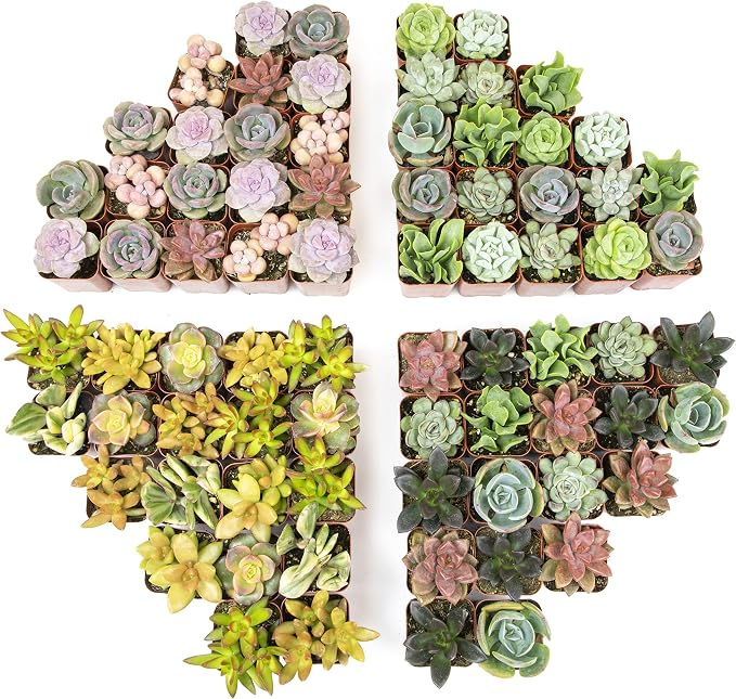 Live Succulents Plants Bulk Plant Tray (50 Pack), Indoor Houseplants, in Cactus and Succulent Soil Mix, Kit Gifts by for Pets, Black