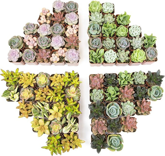 Live Succulents Plants Bulk Plant Tray (50 Pack), Indoor Houseplants, in Cactus and Succulent Soil Mix, Kit Gifts by for Pets, Black