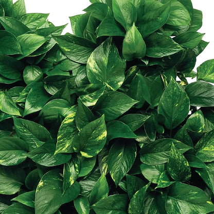 Jobe's Plant Food Fertilizer Spikes, Easy Plant Care for All Indoor Flower and Foliage Houseplants, 50 Count