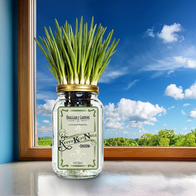 Kyoto Kujo Negi Japanese Green Onion Indoor Garden Kit | Mason Jar Hydroponic, Windowsill Countertop, Grow Fresh Green Onions Indoors