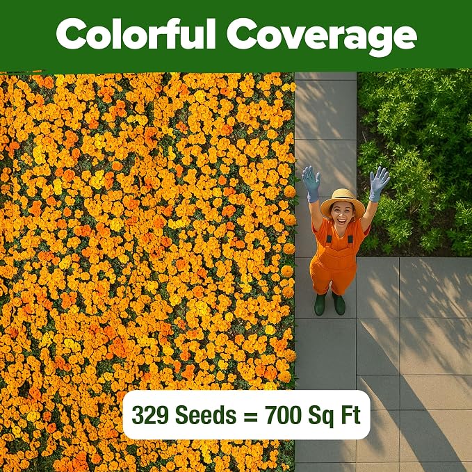 HOME GROWN Petite French Marigold Seeds 329+ Flower Seeds for Planting Outdoors Non GMO Easy to Grow Companion Plant & Quick Blooming Pollinator Heirloom Wildflower Seed (Tagetes patula)