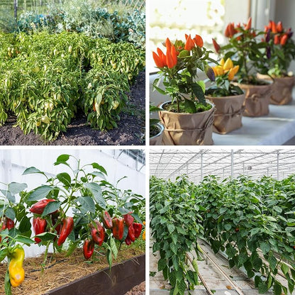 600+ Pepper Seeds, 10 Varieties Hot and Bell Pepper Seeds Garden Kit | Heirloom Vegetable Seed for Planting Indoor Outdoor, Non-GMO Home Fresh Food Hydroponic Veggie Supply