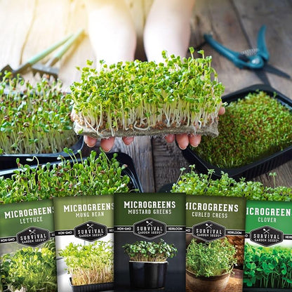 Microgreens Seeds Variety Pack - 5 Heirloom Types for Indoor Sprouting | Mustard, Mung Bean, Curled Cress, Clover & Lettuce – Fast-Growing Non-GMO Heirloom Starter Seeds – Survival Garden Seeds
