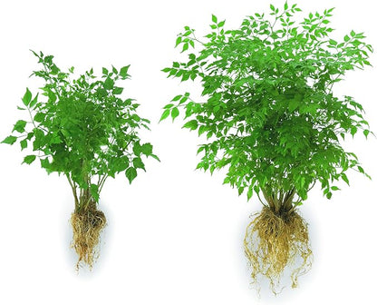 Soil Moist Flower & Garden Plus Mycorrhizal Soil Additive