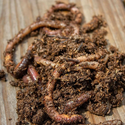 MAGIC Bait Worm Food – 24 oz Can | Nutrient-Rich Worm Feed for Healthy Nightcrawlers & Red Wigglers | Improves Bait Vitality for Fishing & Composting Worm Beds