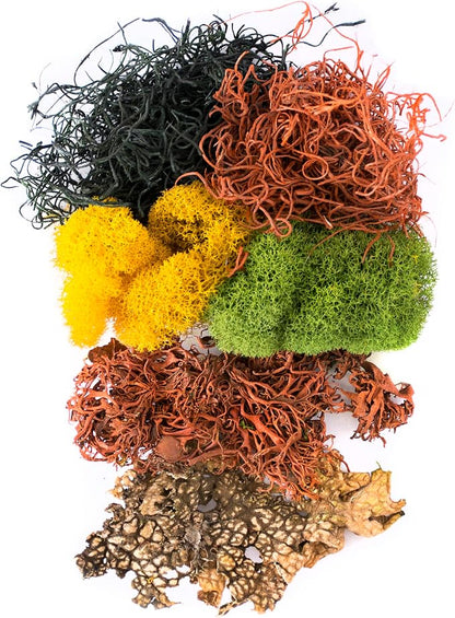 SuperMoss (23309) Moss Mix – Premium Decorative Moss for Crafts, Terrariums, Wedding & Table Décor, 80.75 Cubic inches (Approx. 2 oz), Halloween