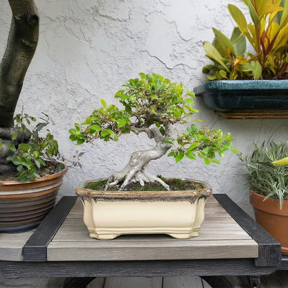 11.6 Inch Succulent Pots - Ceramic Bonsai Tree Pots with Drainage Hole, Succulent Planters for Indoor Plants Outdoor, Bonsai Planter, Garden Decor, House Warming Gifts, Rectangular Beige-Brown