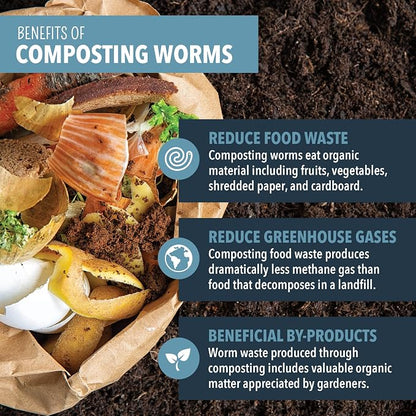 Worm Nerd Composting Worms – Live Red Wriggler Compost Worms Mix & Arcadia Garden Products Worm Chow - Jump & Jive Blend - 2 lbs, Wormeries, Vermiculture, Worm Feeding