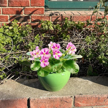 Self Watering Plant African Violet Flower Pot 6.5 * 4.6 * 4 Inch Green Ceramic Pot Maintenance Indoor Plant Self Watering Seeder Plant Planting High Absorption Plant Inner Flower Pot