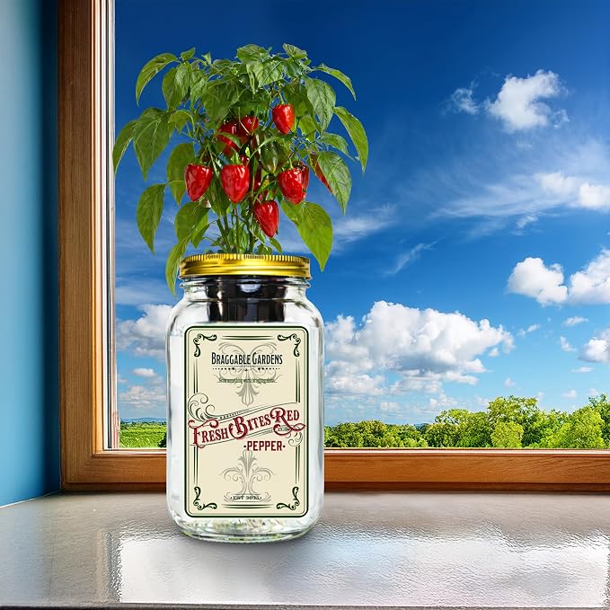 Fresh Bites Red Mini Bell Pepper Indoor Garden Kit – Mason Jar Hydroponic Pepper Grow Kit – Windowsill Countertop Pepper Planter – Grow Sweet Peppers Indoors
