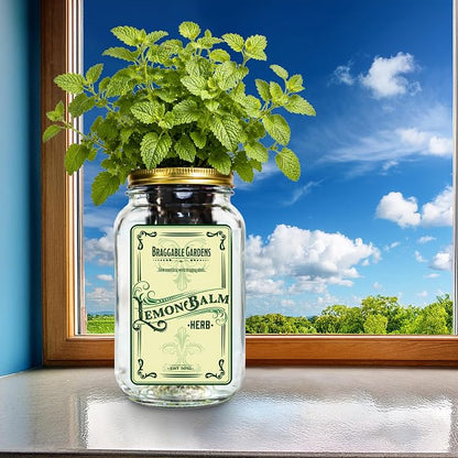 Lemon Balm Indoor Herb Garden Kit – Mason Jar Hydroponic Grow Kit – Windowsill Countertop Herb Planter – Grow Fresh Lemon Balm Indoors