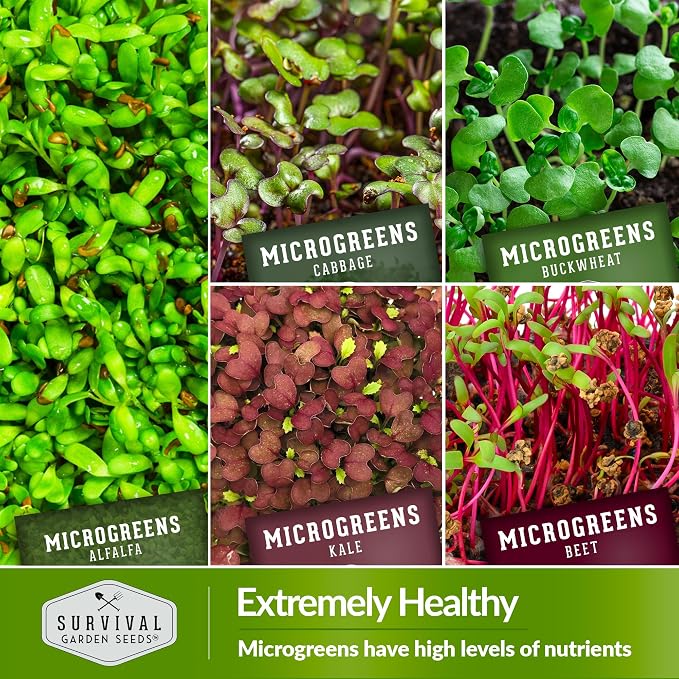 Microgreen Seeds Variety Pack – 10 Heirloom Types for Indoor Sprouting | Broccoli, Pea, Sunflower, Radish, Kale, Arugula & More – High Germination Non-GMO – Survival Garden Seeds (Seeds Only)