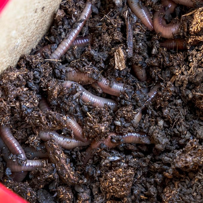 MAGIC Bait Worm Food – 24 oz Can | Nutrient-Rich Worm Feed for Healthy Nightcrawlers & Red Wigglers | Improves Bait Vitality for Fishing & Composting Worm Beds