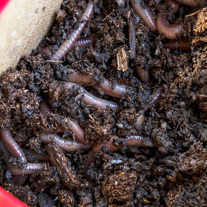 MAGIC Bait Worm Food – 24 oz Can | Nutrient-Rich Worm Feed for Healthy Nightcrawlers & Red Wigglers | Improves Bait Vitality for Fishing & Composting Worm Beds