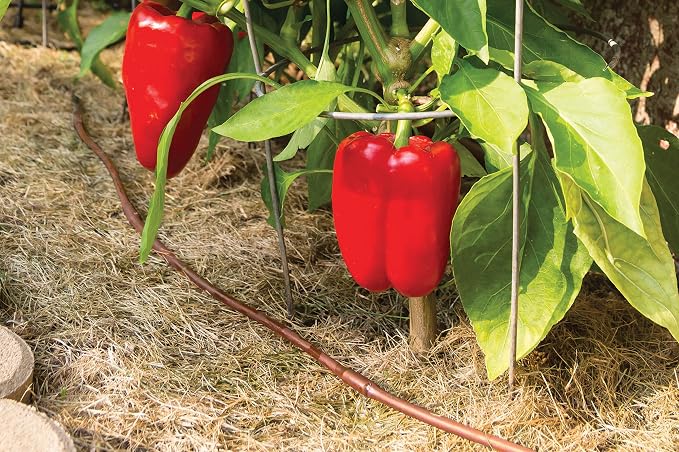Rain Bird ET25-50S2 Drip Irrigation Pressure Compensating 1/4" Emitter Tubing, 12" Emitter Spacing, 50' Roll, Brown