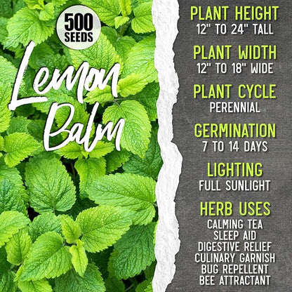Seed Needs Medicinal Herb Seeds Variety Pack of 6 Tea & Infusion Collection