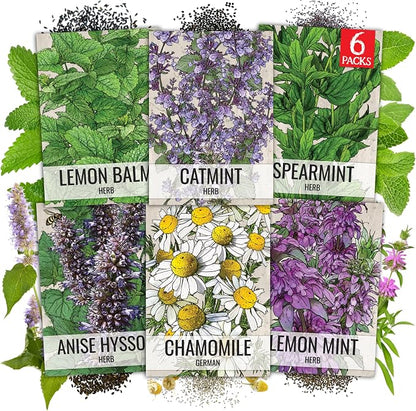 Seed Needs Medicinal Herb Seeds Variety Pack of 6 Tea & Infusion Collection
