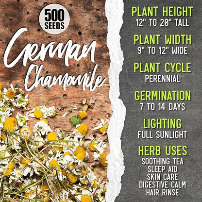 Seed Needs Medicinal Herb Seeds Variety Pack of 6 Tea & Infusion Collection